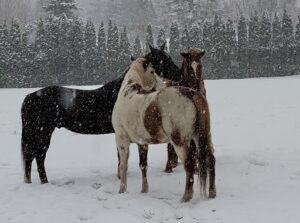 writers and horses