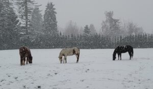 Horses and Writers