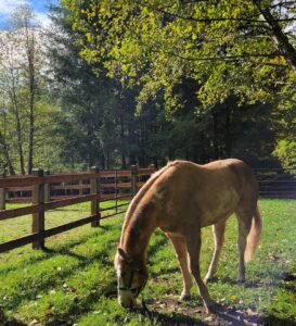 Horses and Writers